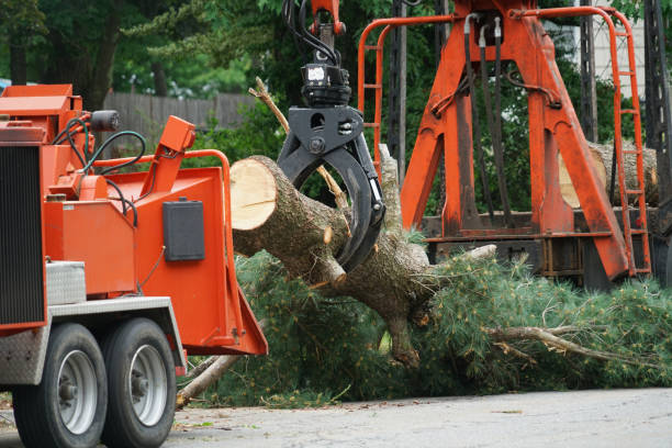 Best Tree Branch Trimming  in Villa Hills, KY